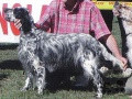 Setter Anglais TANGA DES ECLAIREURS DU GRAND MONTANT Setter Anglais TANGA DES ECLAIREURS DU GRAND MONTANT